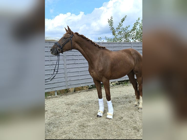 Duits sportpaard Merrie 3 Jaar 174 cm Donkere-vos in Chemnitz