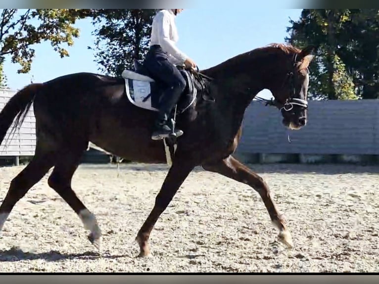 Duits sportpaard Merrie 3 Jaar 174 cm Vos in Chemnitz