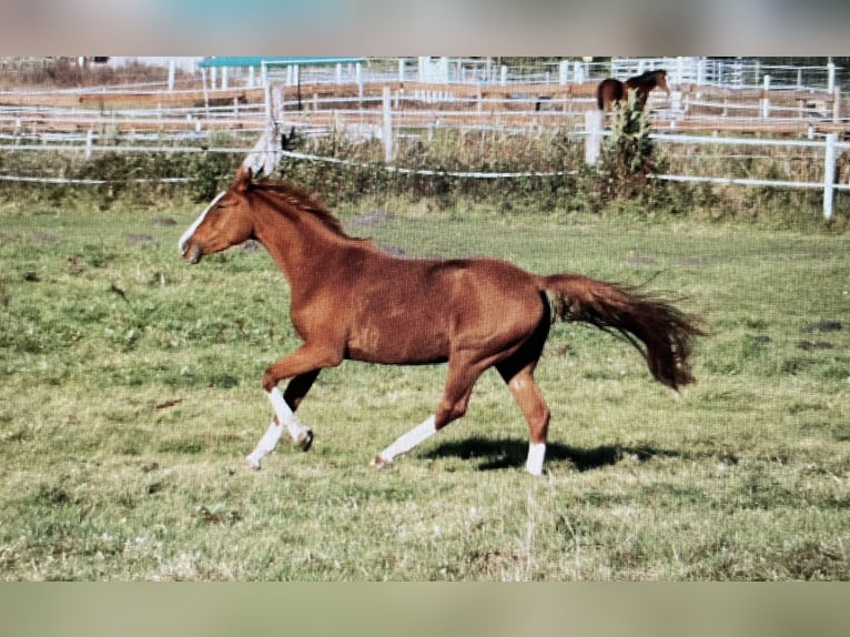 Duits sportpaard Merrie 3 Jaar 174 cm Vos in L&#xF6;wenberger LandNassenheide