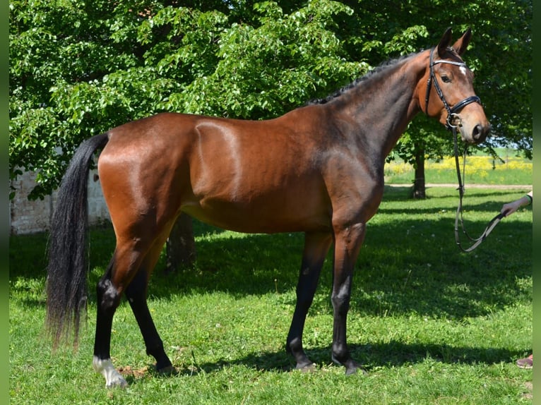 Duits sportpaard Merrie 3 Jaar 175 cm Bruin in Arnstadt