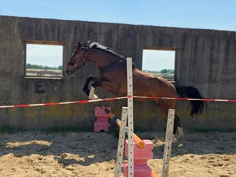 Duits sportpaard Merrie 3 Jaar Bruin in Vierlinden Friedersdorf