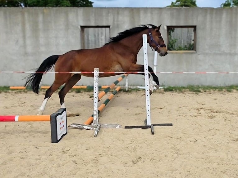 Duits sportpaard Merrie 3 Jaar Bruin in Vierlinden Friedersdorf