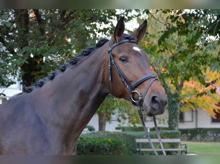 Duits sportpaard Merrie 3 Jaar Donkerbruin in München