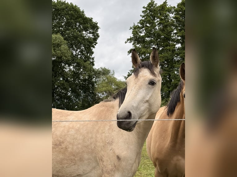Duits sportpaard Merrie 4 Jaar 152 cm Buckskin in Wetter