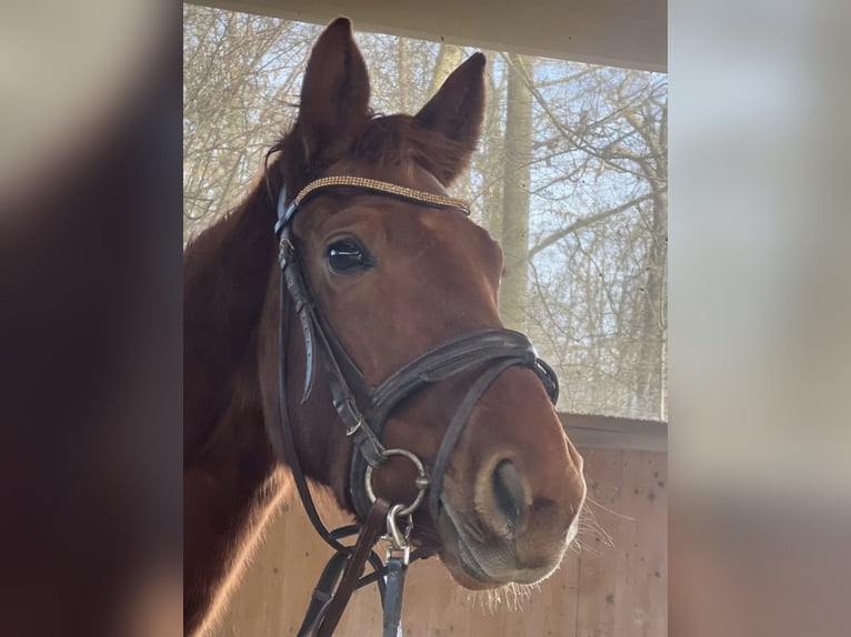 Duits sportpaard Merrie 4 Jaar 152 cm Vos in NeuchingNeuching