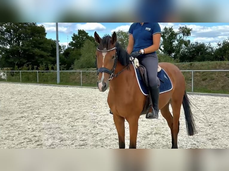 Duits sportpaard Merrie 4 Jaar 155 cm Bruin in Ladeburg