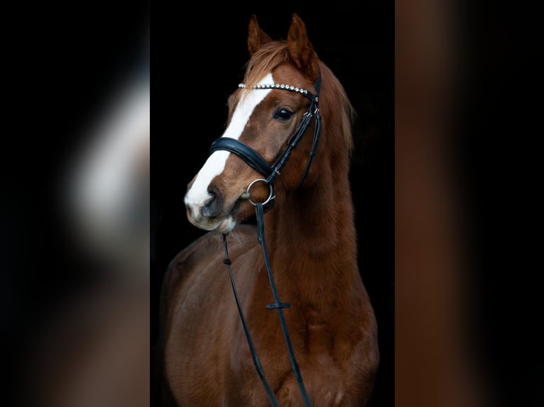 Duits sportpaard Merrie 4 Jaar 157 cm Donkere-vos in Rehagen