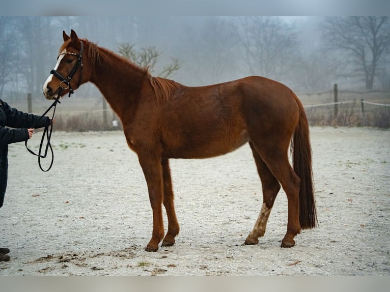 Duits sportpaard Merrie 4 Jaar 157 cm Donkere-vos in Rehagen