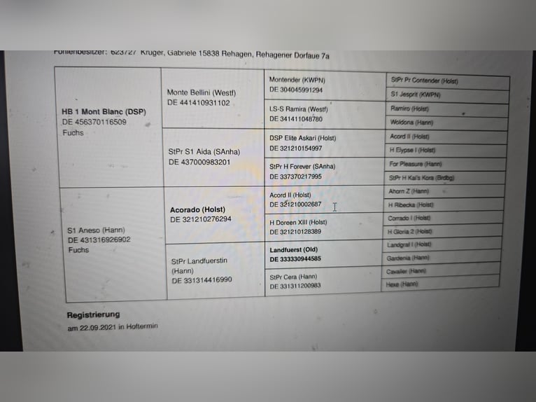 Duits sportpaard Merrie 4 Jaar 157 cm Donkere-vos in Rehagen