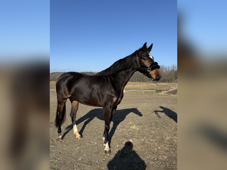 Duits sportpaard Merrie 4 Jaar 158 cm Zwartbruin in Kolbermoor