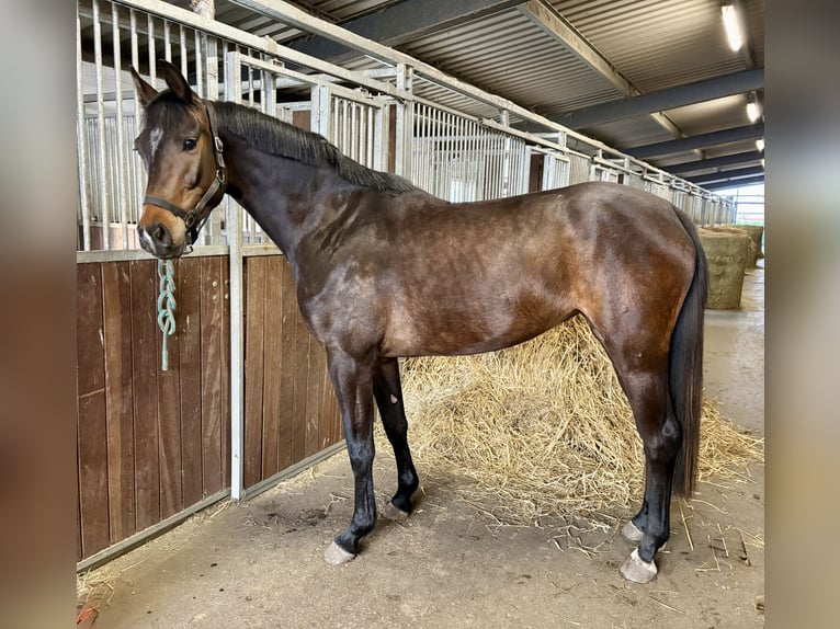 Duits sportpaard Merrie 4 Jaar 159 cm Donkerbruin in Wahlitz