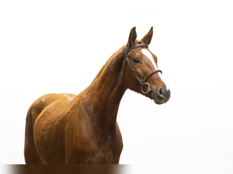 Duits sportpaard Merrie 4 Jaar 159 cm Vos in Waddinxveen
