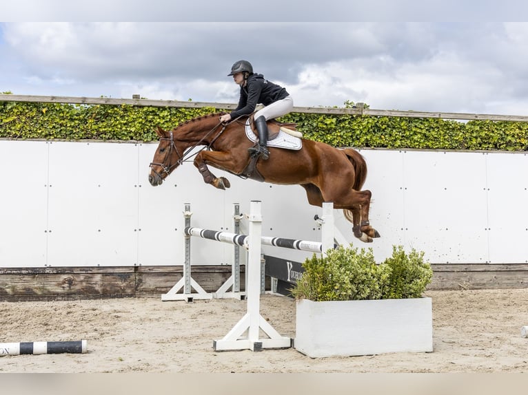 Duits sportpaard Merrie 4 Jaar 159 cm Vos in Waddinxveen
