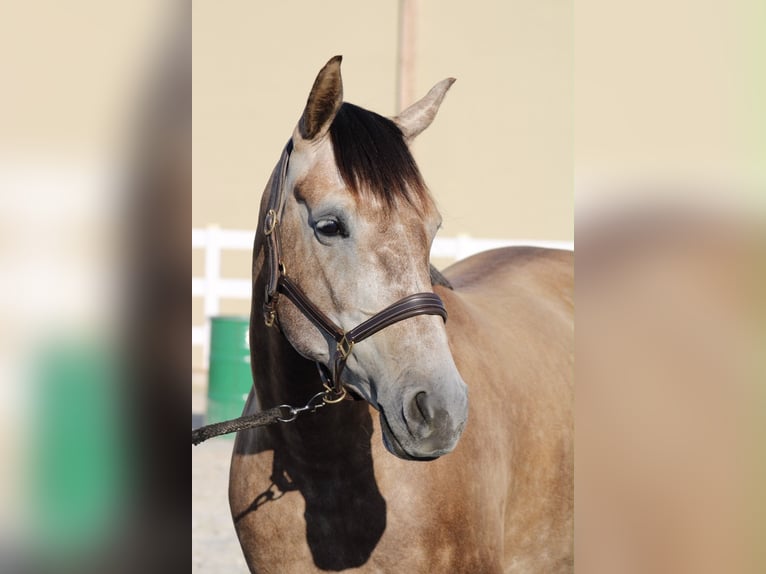 Duits sportpaard Merrie 4 Jaar 160 cm Brown Falb schimmel in Oberkrämer/Velten