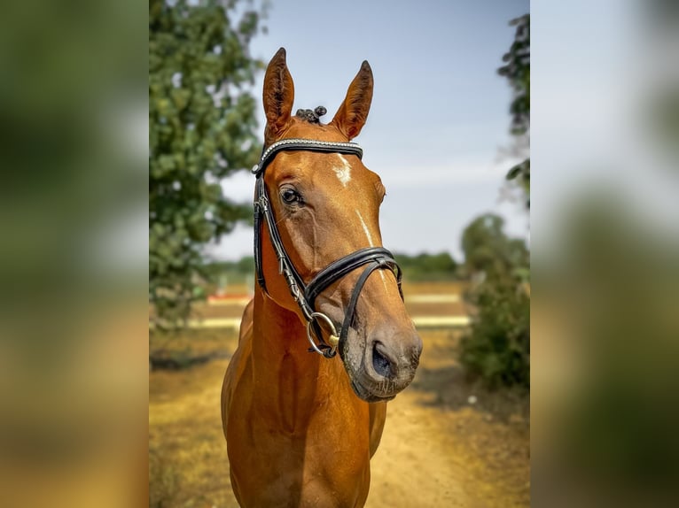 Duits sportpaard Merrie 4 Jaar 160 cm Bruin in Rüsselsheim Bauschheim