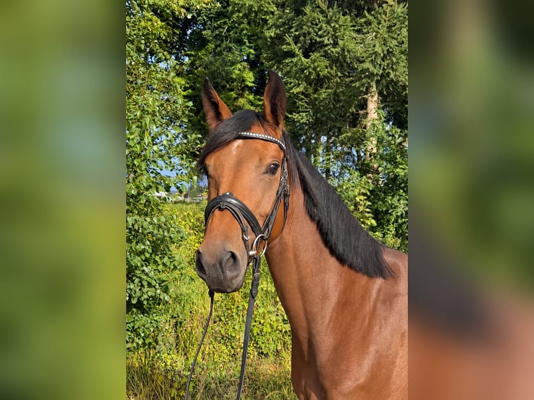 Duits sportpaard Merrie 4 Jaar 160 cm Bruin in Davidschlag