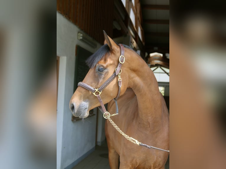 Duits sportpaard Merrie 4 Jaar 160 cm Bruin in Erharting