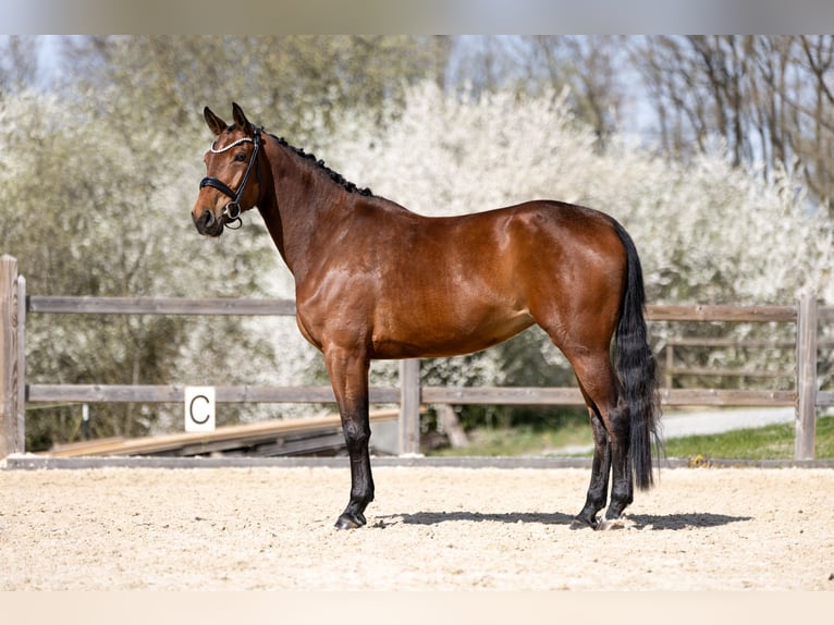 Duits sportpaard Merrie 4 Jaar 160 cm Bruin in Bad Griesbach im Rottal