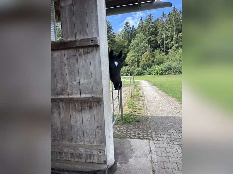 Duits sportpaard Merrie 4 Jaar 160 cm Donkerbruin in Oberbiberg