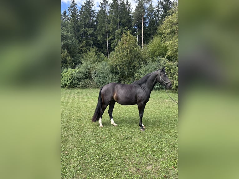 Duits sportpaard Merrie 4 Jaar 160 cm Donkerbruin in Oberbiberg