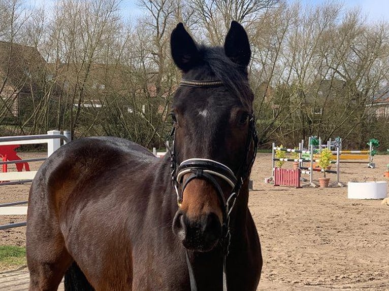 Duits sportpaard Merrie 4 Jaar 160 cm Donkerbruin in Verden (Aller)
