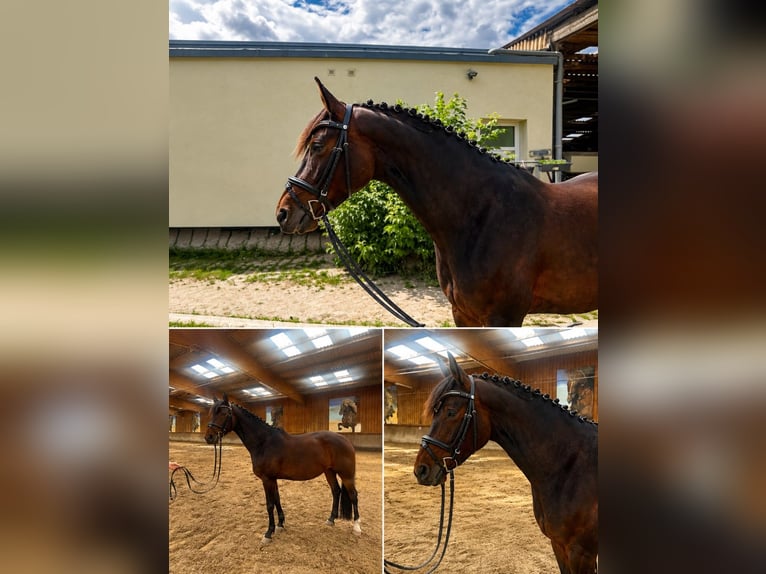 Duits sportpaard Merrie 4 Jaar 160 cm Lichtbruin in Stahnsdorf