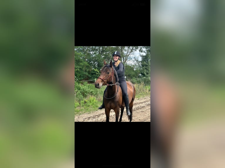 Duits sportpaard Merrie 4 Jaar 160 cm Lichtbruin in Stahnsdorf