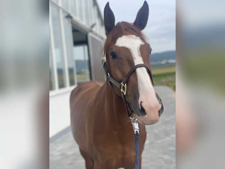 Duits sportpaard Merrie 4 Jaar 160 cm Vos in Dornburg