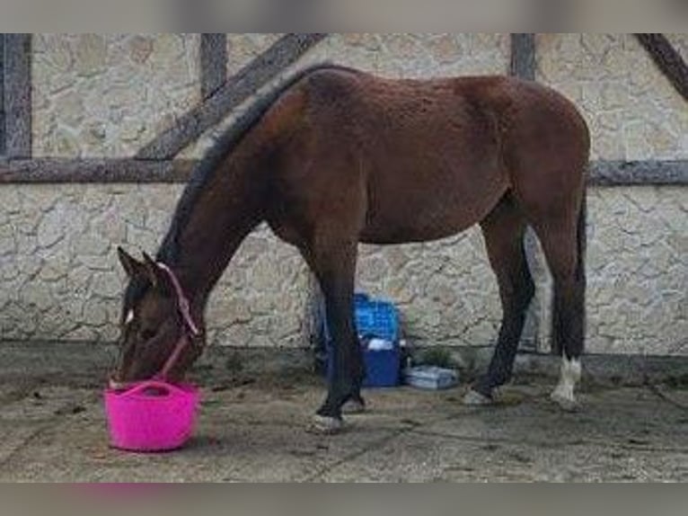 Duits sportpaard Merrie 4 Jaar 162 cm Bruin in Eigeltingen