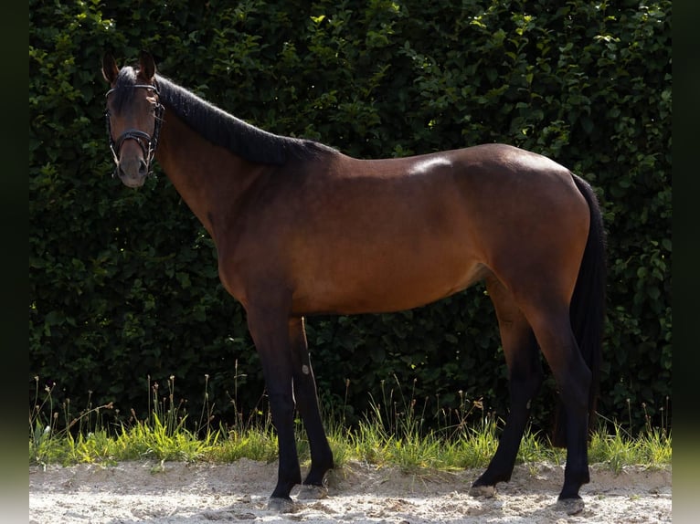 Duits sportpaard Merrie 4 Jaar 162 cm Bruin in Traunr