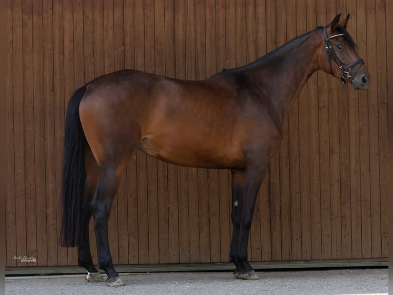Duits sportpaard Merrie 4 Jaar 162 cm Bruin in Traunr