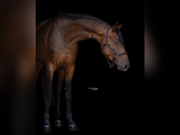 Duits sportpaard Merrie 4 Jaar 162 cm Bruin in Traunr