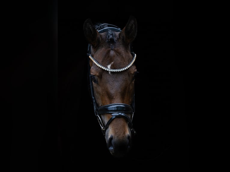 Duits sportpaard Merrie 4 Jaar 162 cm Donkerbruin in Mömbris