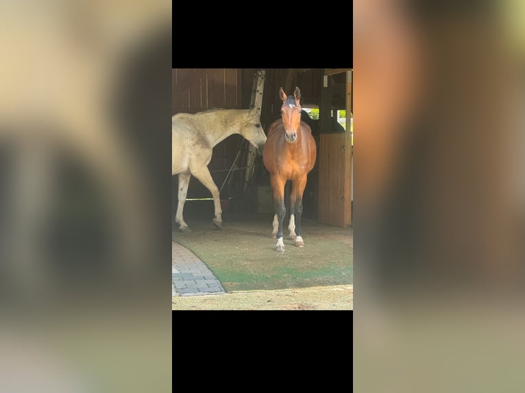 Duits sportpaard Merrie 4 Jaar 162 cm Zwartbruin in Engelskirchen