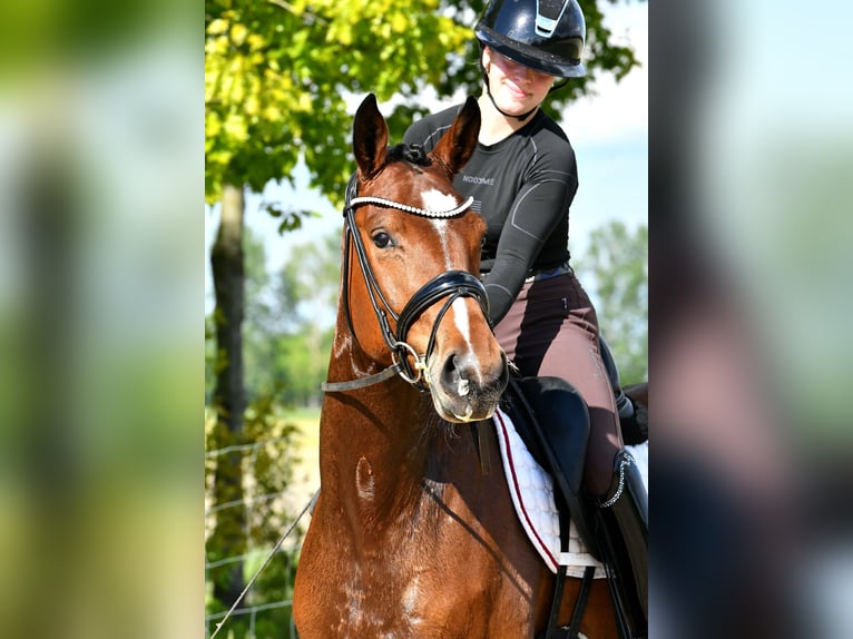 Duits sportpaard Merrie 4 Jaar 163 cm Bruin in Kamern
