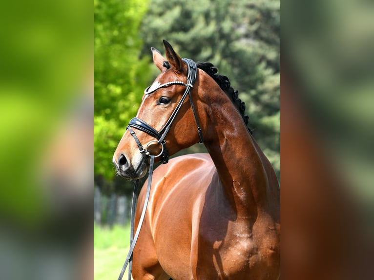Duits sportpaard Merrie 4 Jaar 163 cm Bruin in Kamern