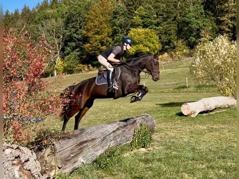 Duits sportpaard Merrie 4 Jaar 163 cm Bruin in Lonsee