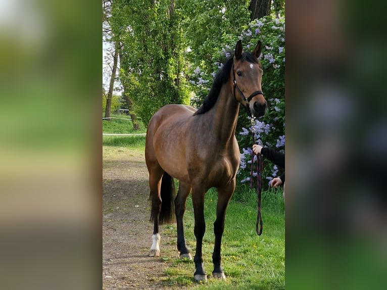 Duits sportpaard Merrie 4 Jaar 163 cm Bruin in Annaburg
