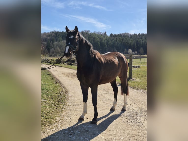 Duits sportpaard Merrie 4 Jaar 163 cm Donkerbruin in Münsingen