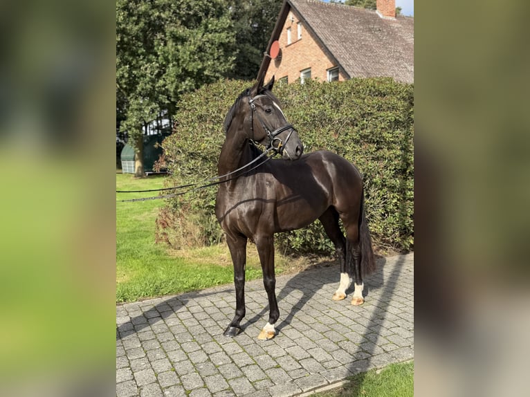 Duits sportpaard Merrie 4 Jaar 163 cm Donkerbruin in Vechta