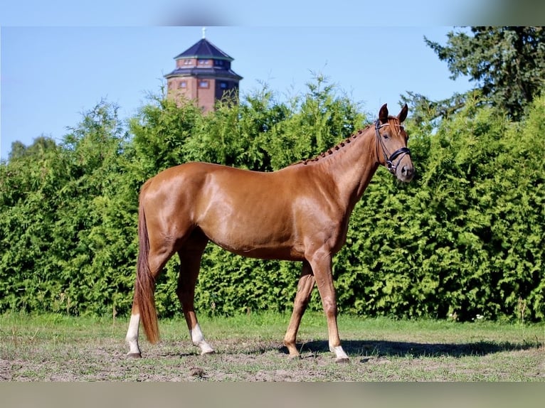 Duits sportpaard Merrie 4 Jaar 163 cm Donkere-vos in Neustadt (Dosse)