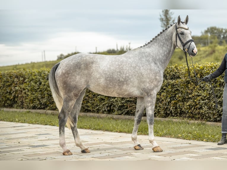 Duits sportpaard Merrie 4 Jaar 163 cm Schimmel in Gomadingen