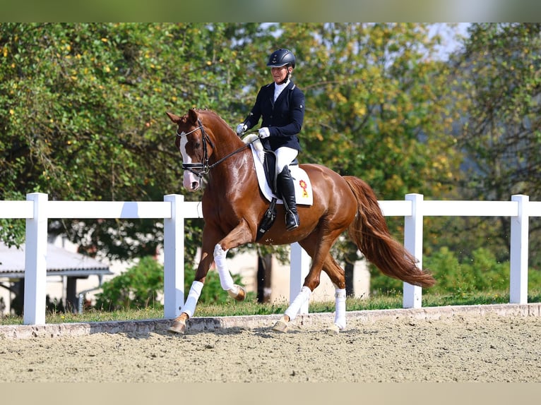 Duits sportpaard Merrie 4 Jaar 163 cm Vos in Gomadingen