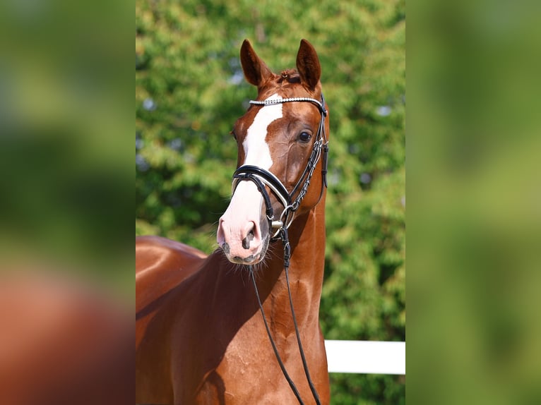 Duits sportpaard Merrie 4 Jaar 163 cm Vos in Gomadingen