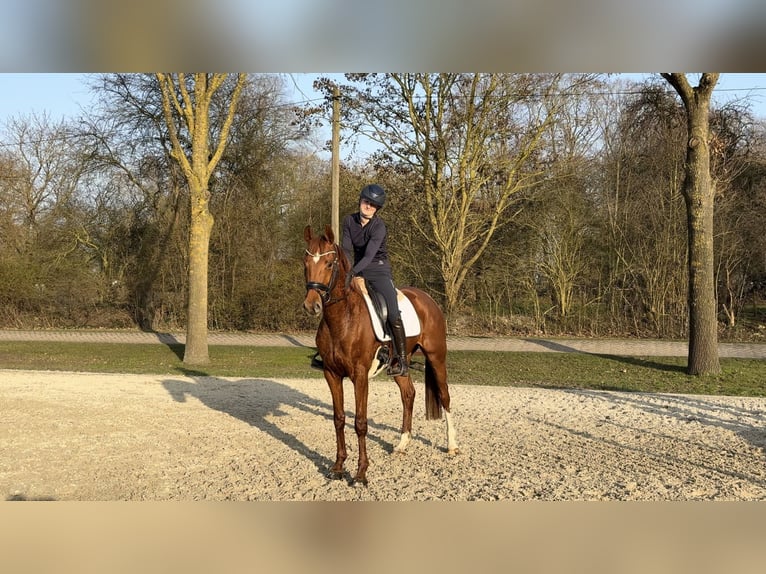 Duits sportpaard Merrie 4 Jaar 163 cm Vos in Ganderkesee