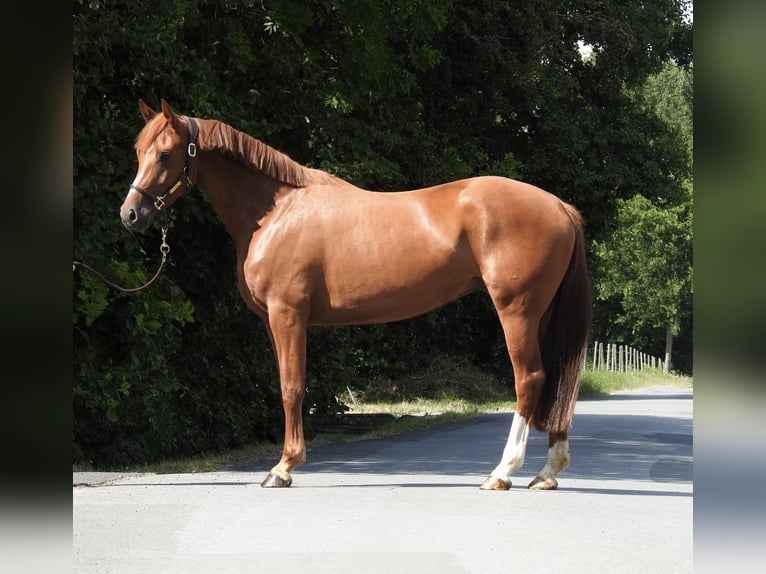 Duits sportpaard Merrie 4 Jaar 163 cm Vos in Verl