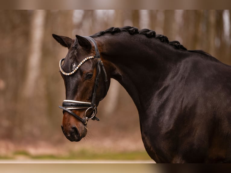 Duits sportpaard Merrie 4 Jaar 163 cm Zwartbruin in Wehringen