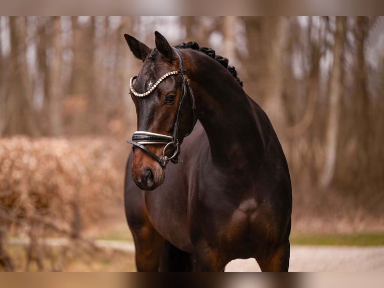 Duits sportpaard Merrie 4 Jaar 163 cm Zwartbruin in Wehringen