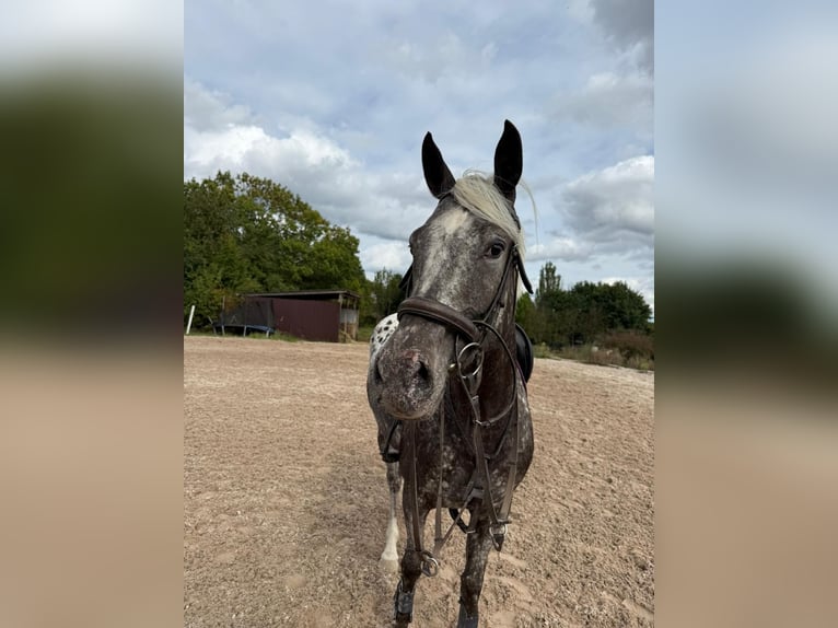 Duits sportpaard Merrie 4 Jaar 164 cm Appaloosa in Pelmberg