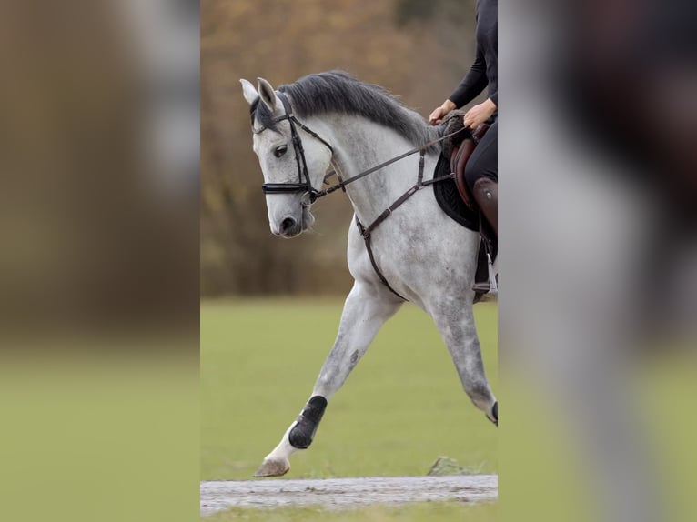 Duits sportpaard Merrie 4 Jaar 164 cm Appelschimmel in Schlins